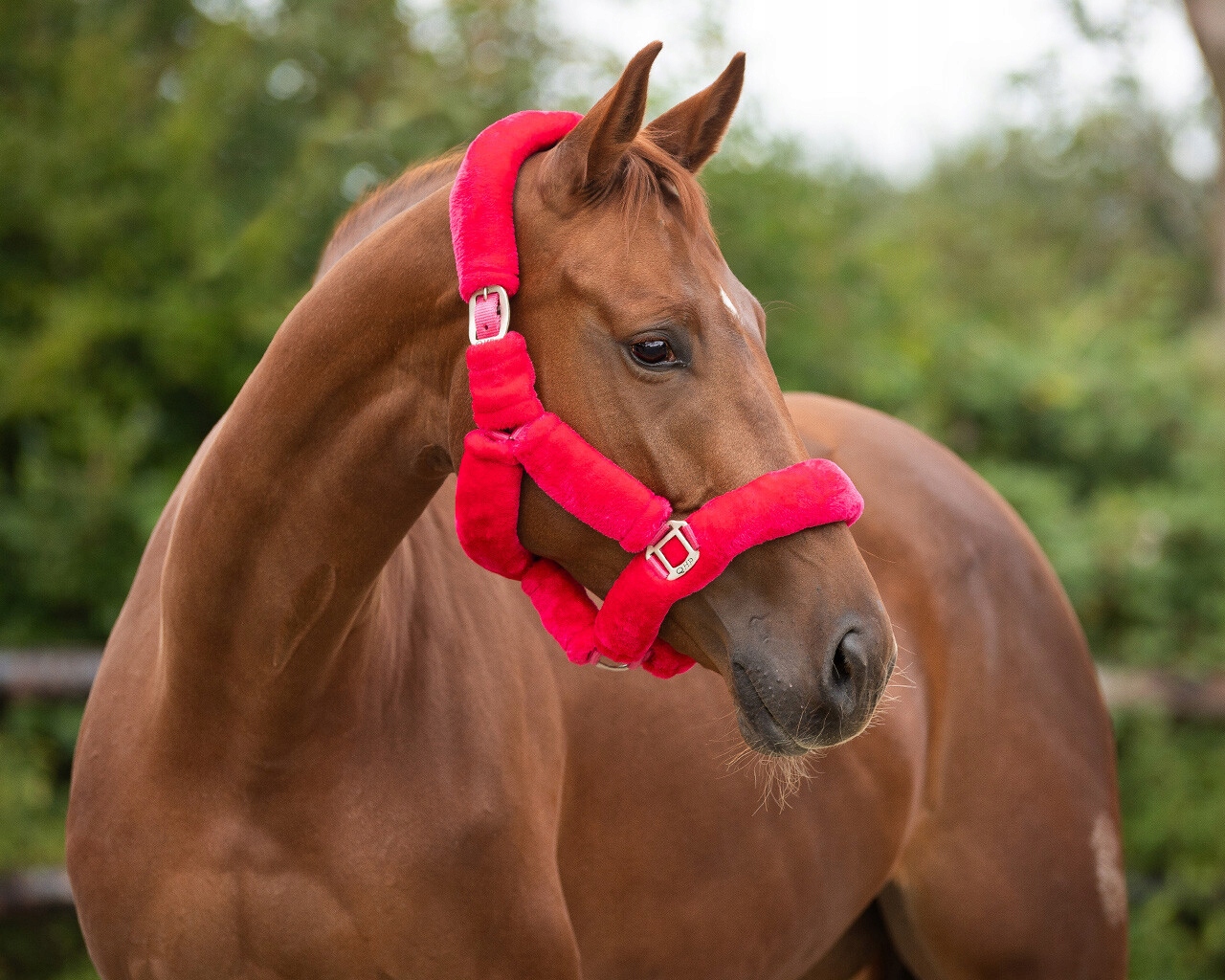 QHP kantar Alaska pony różowy EAN (GTIN) 8718369191193