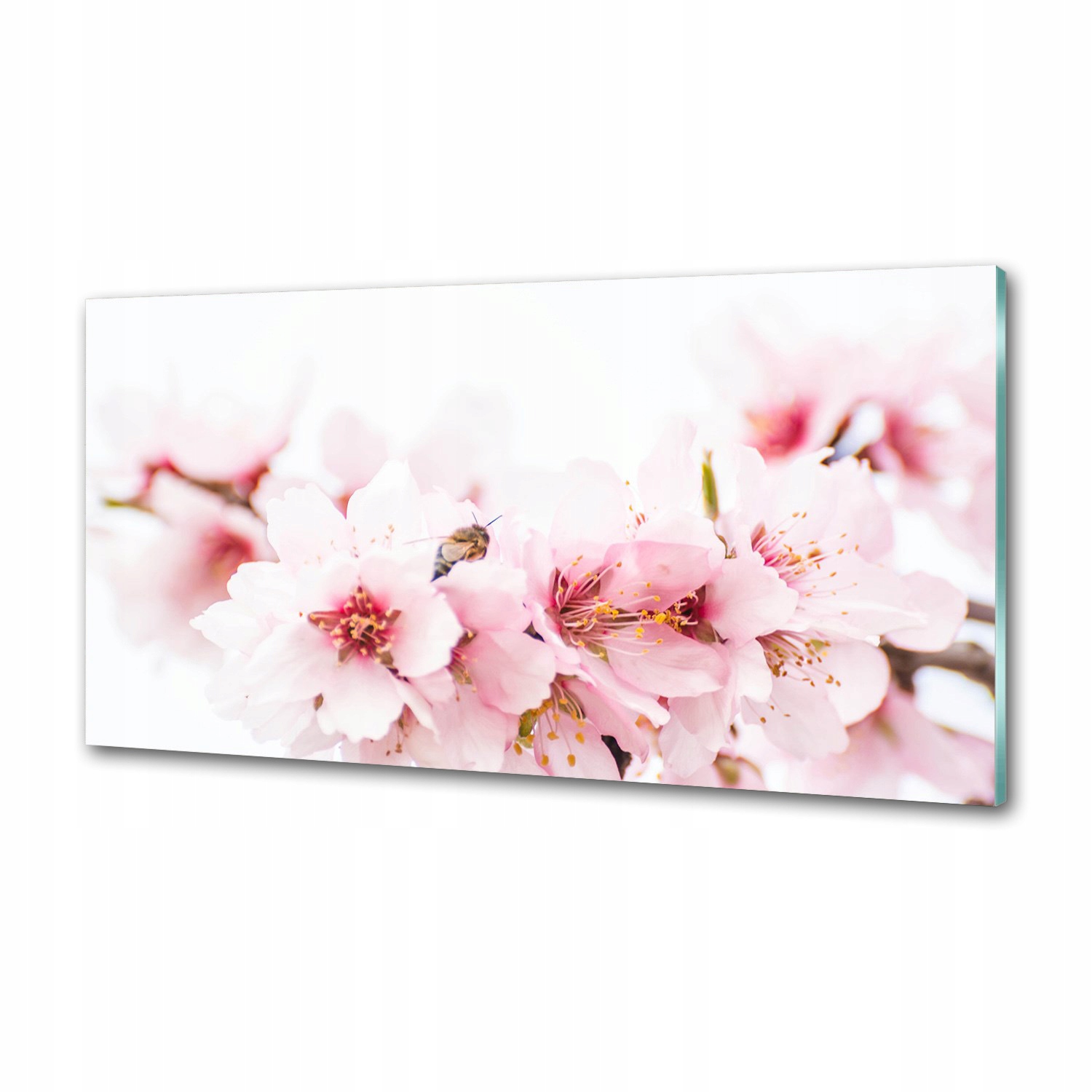 Panel dekor sklo Kvety čerešní 120x60 cm Lepidlo