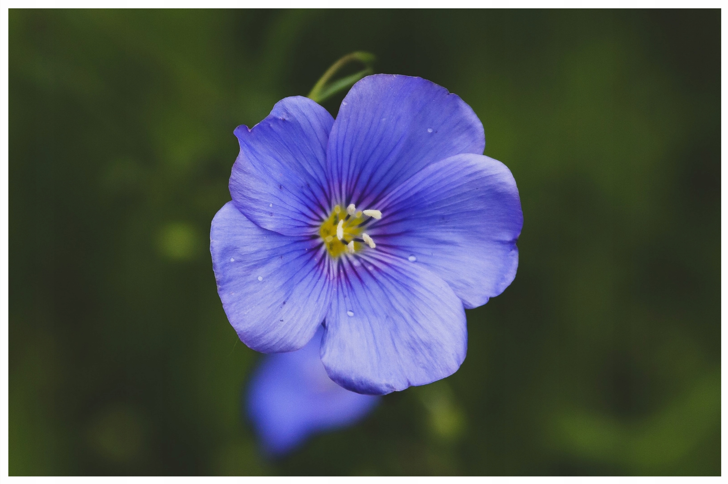 Woreczek na zioła - majeranek (lniany) Marka Szyjemykolorem