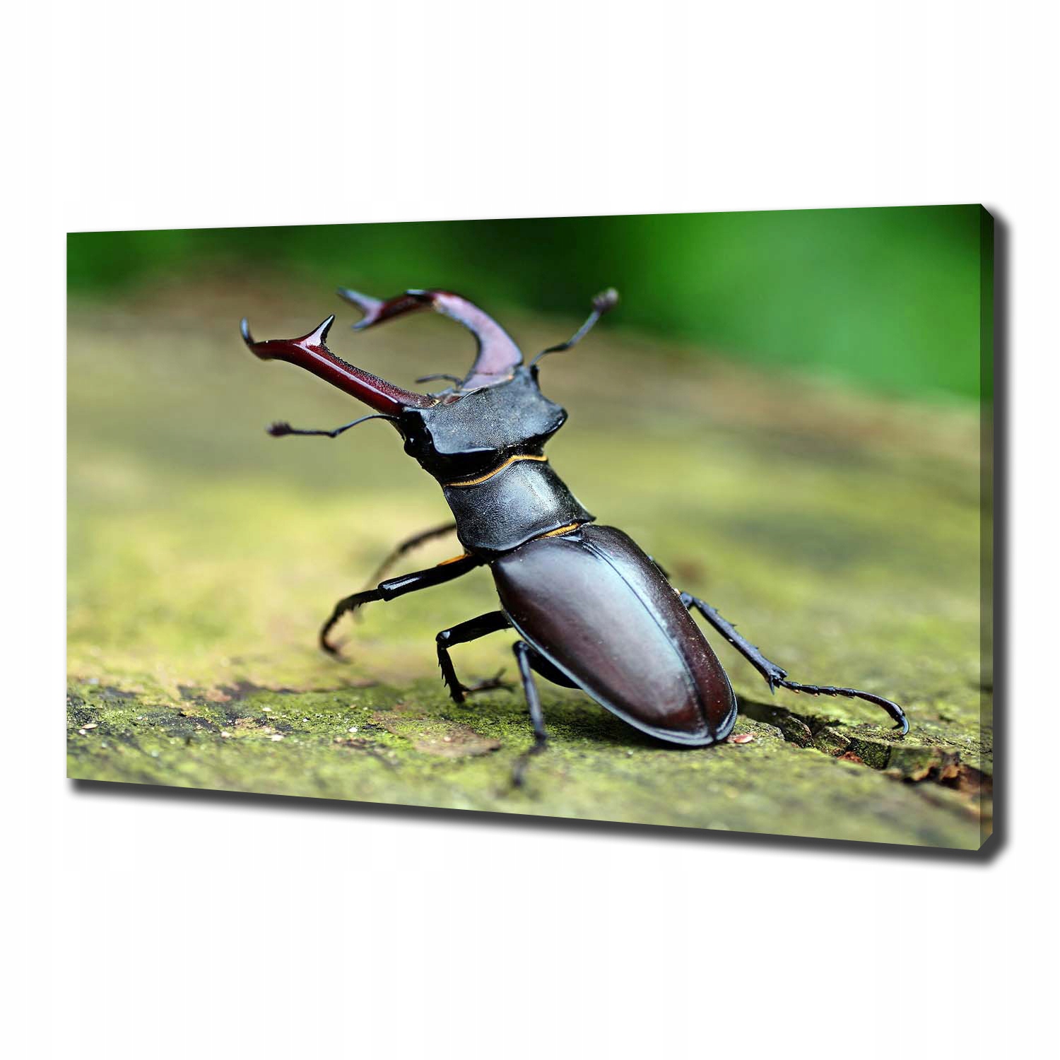 

Foto obraz canvas na ścianę Chrząszcz 100x70 cm