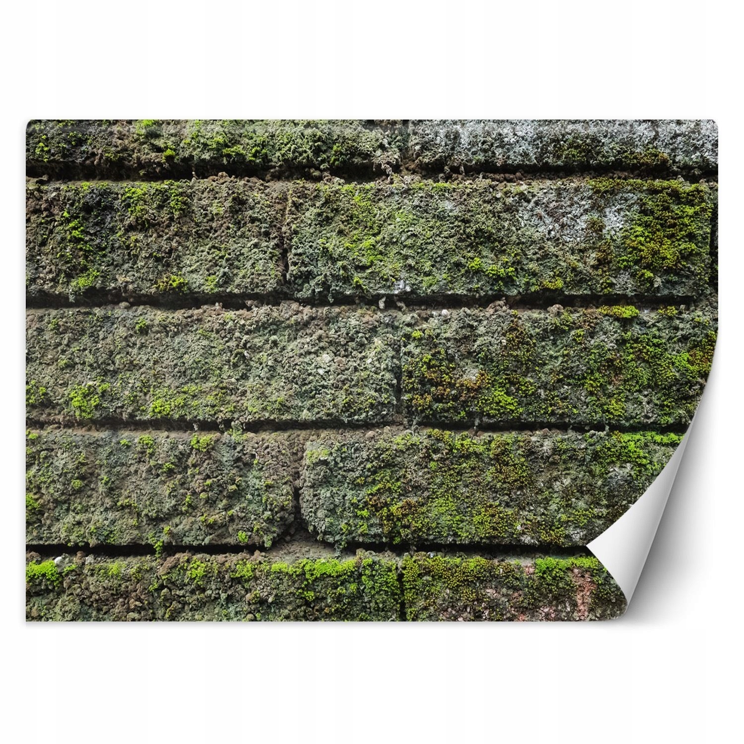 Fototapeta, murovaný mach 400x280