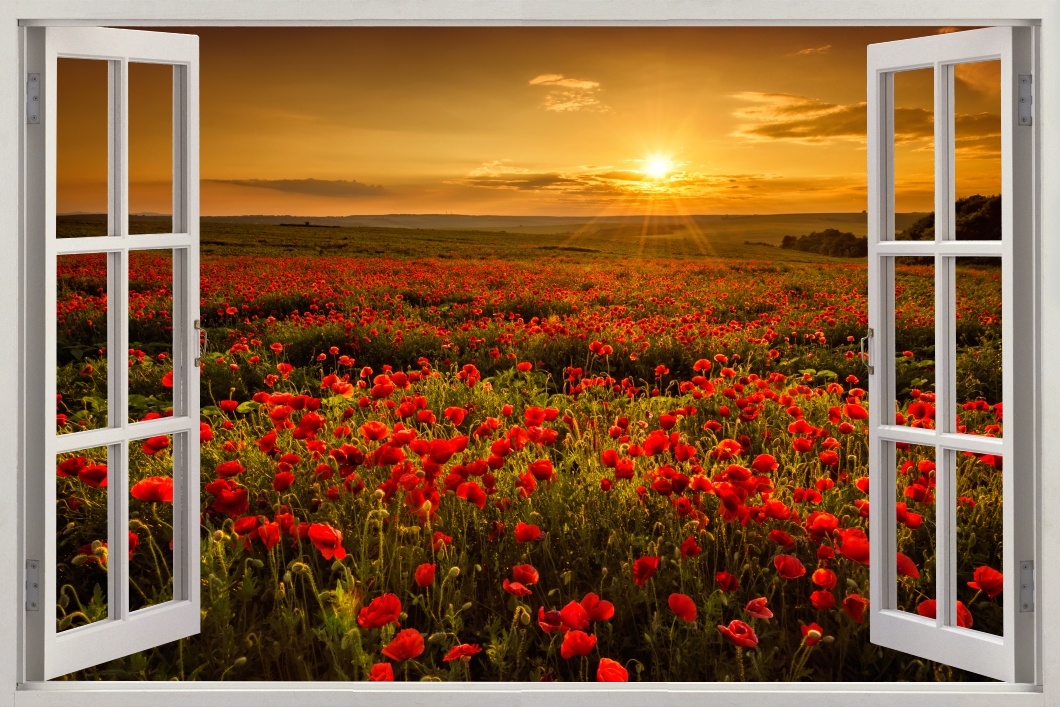 

Fototapeta Okno Krajobraz pole maków zachod słońca