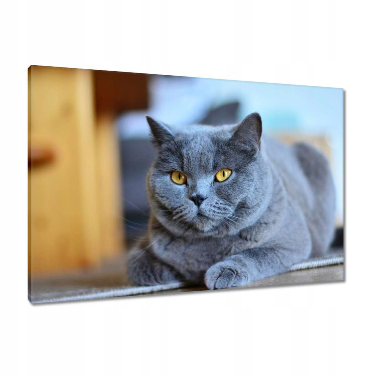 Obrazy 90x60 Kočka Kočky Kočka