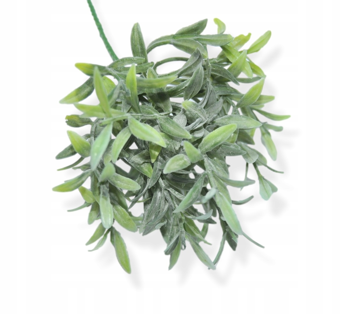 Gałązka listki drobne zielone liść