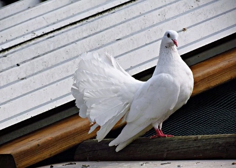 Karma dla Gołębi uniwersalna Best-Natural Marka Rolmix