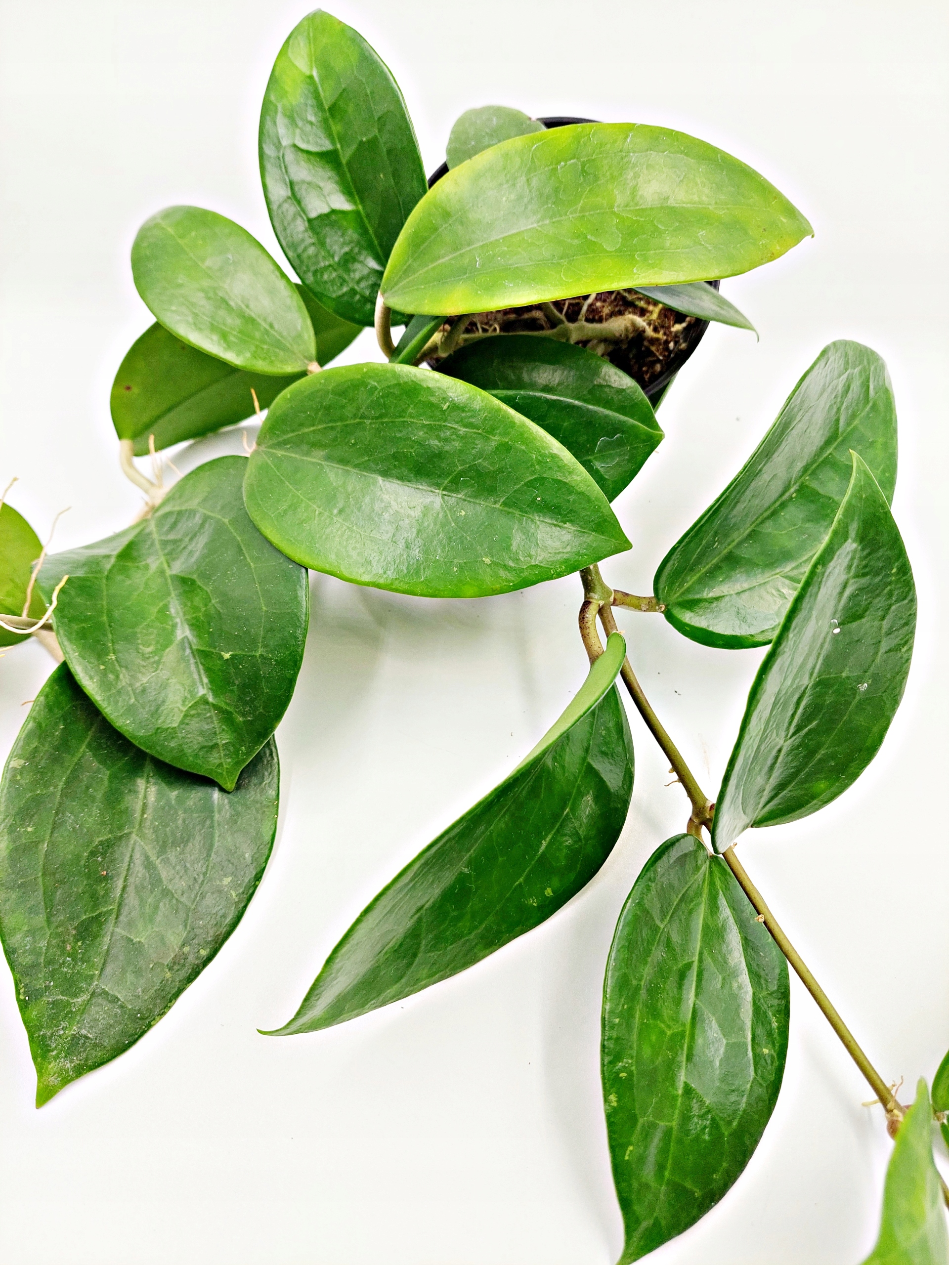 HOYA hoja GLABRA unikatowe pnącze • Cena, Opinie • Rośliny