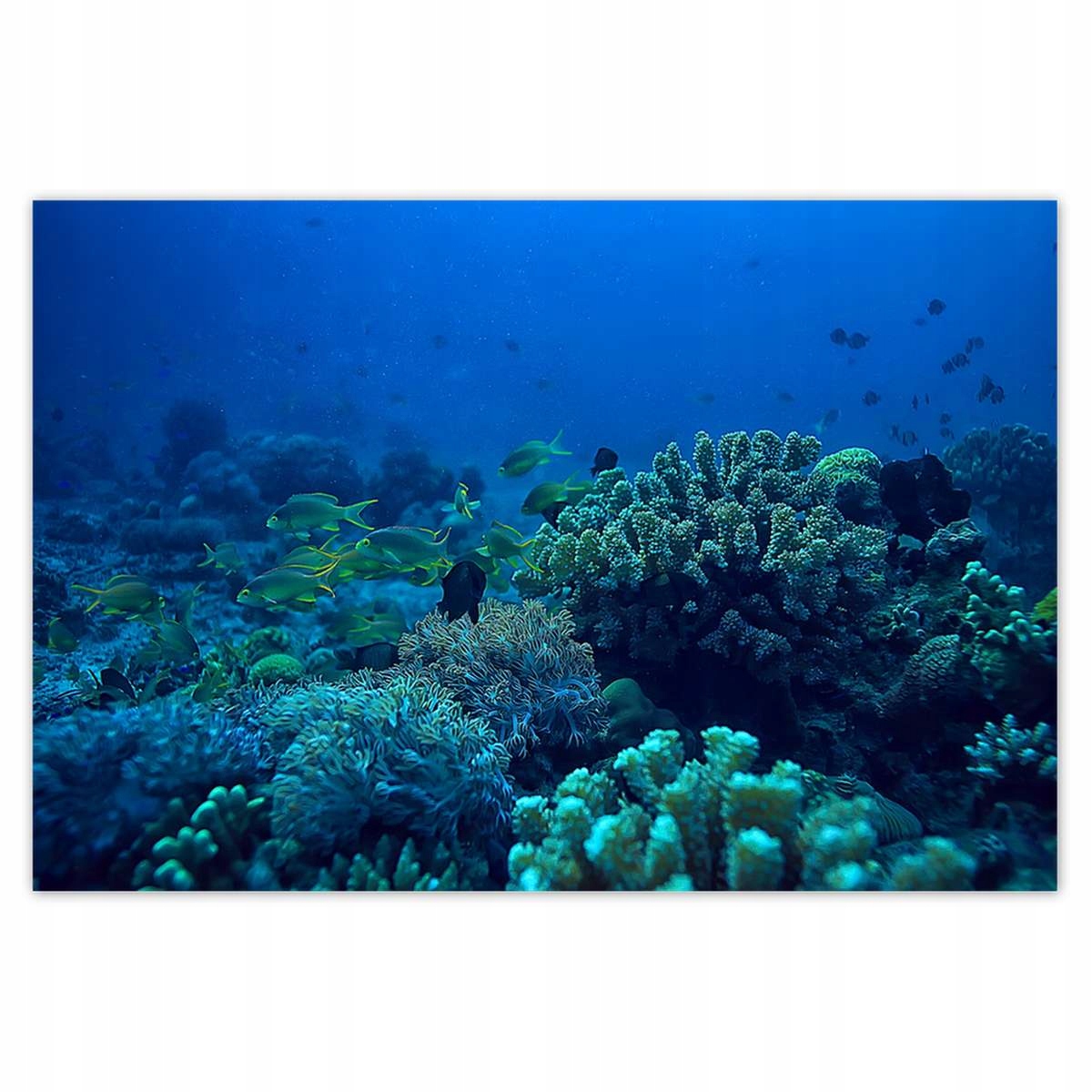 Plakáty 200x135 Laguna Korály Oceán