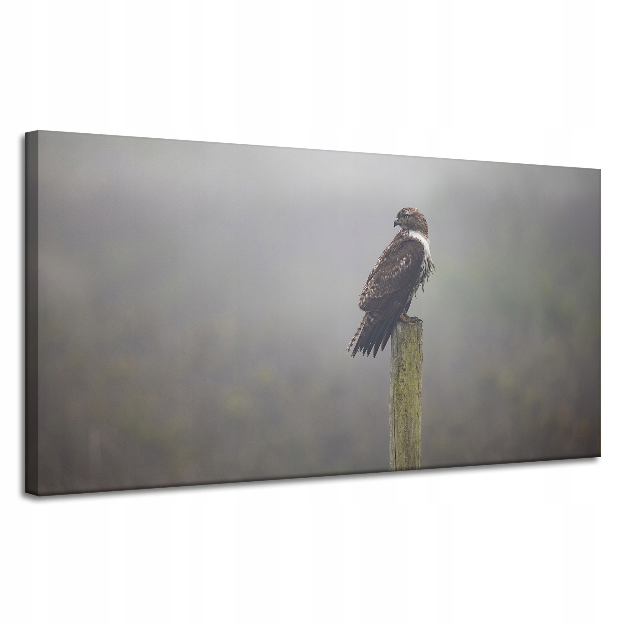 Obraz na plátně Zvířata Jestřáb Pták 120x60 cm