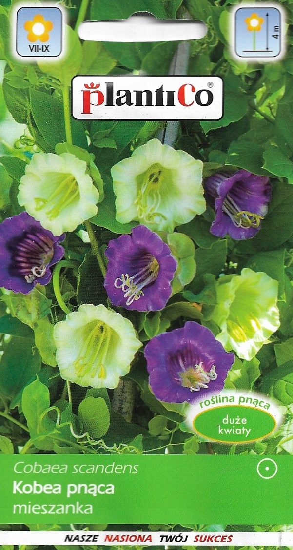 Kobea pnąca mix nasiona