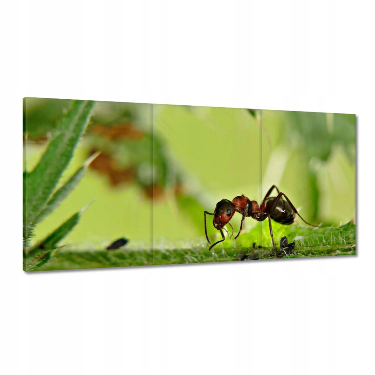 Obrazy 180x90 Mravec Makro fotografia