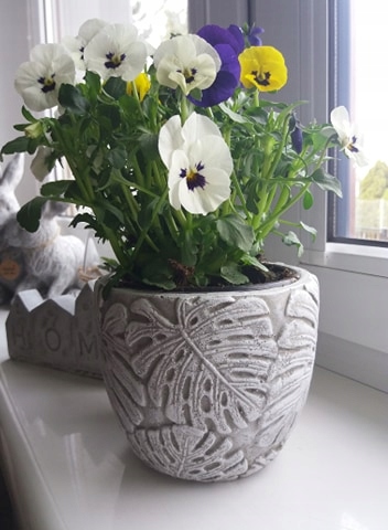 Monstera Doniczka betonowa Osłonka na doniczkę Rodzaj osłonka