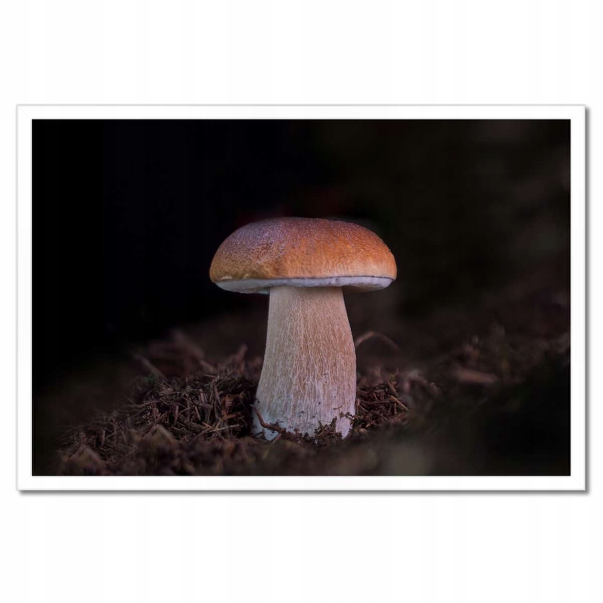 Plakáty v rámu 60x40 Pravda Král hub