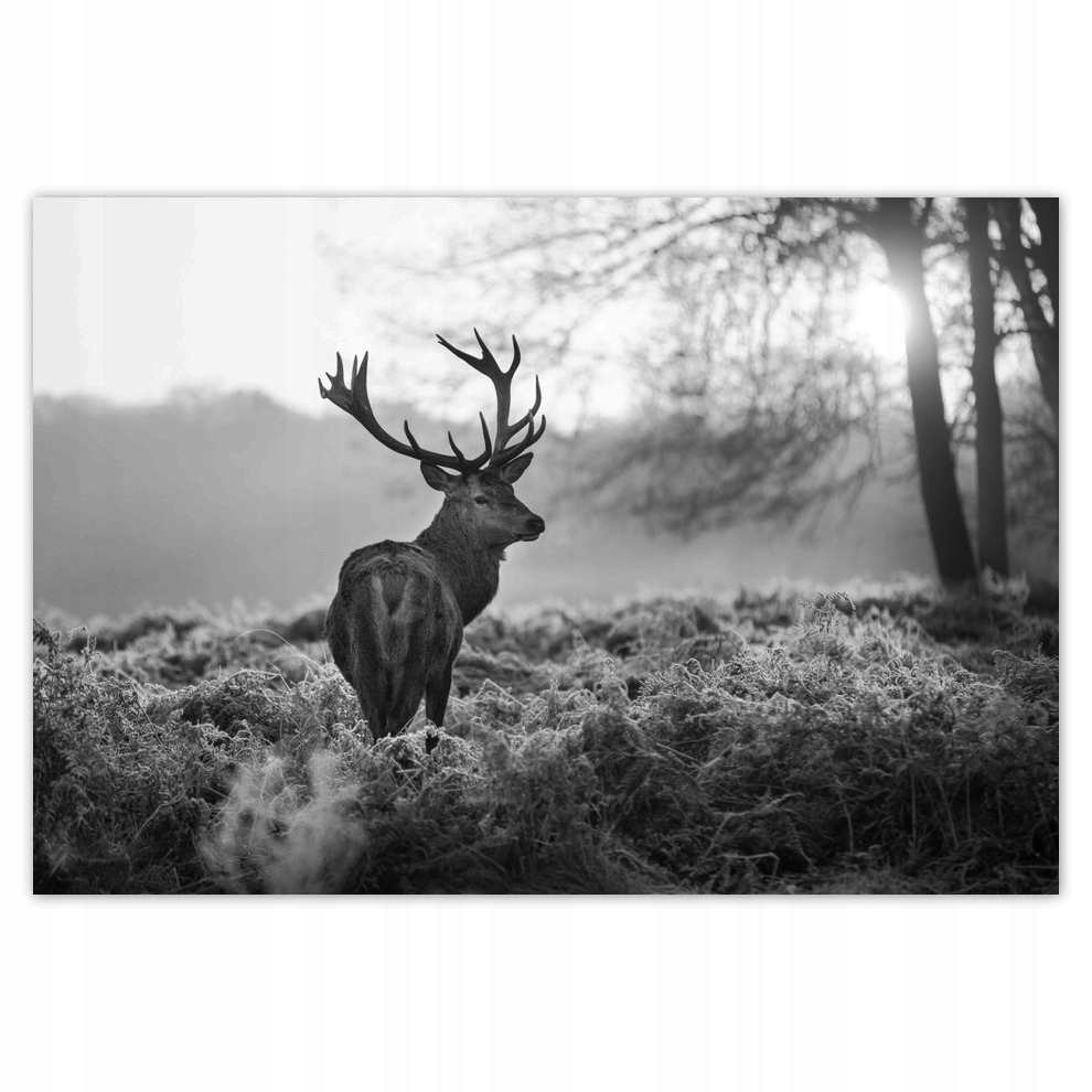 

Fototapety flizelina 104x70 Czarnobiały jeleń