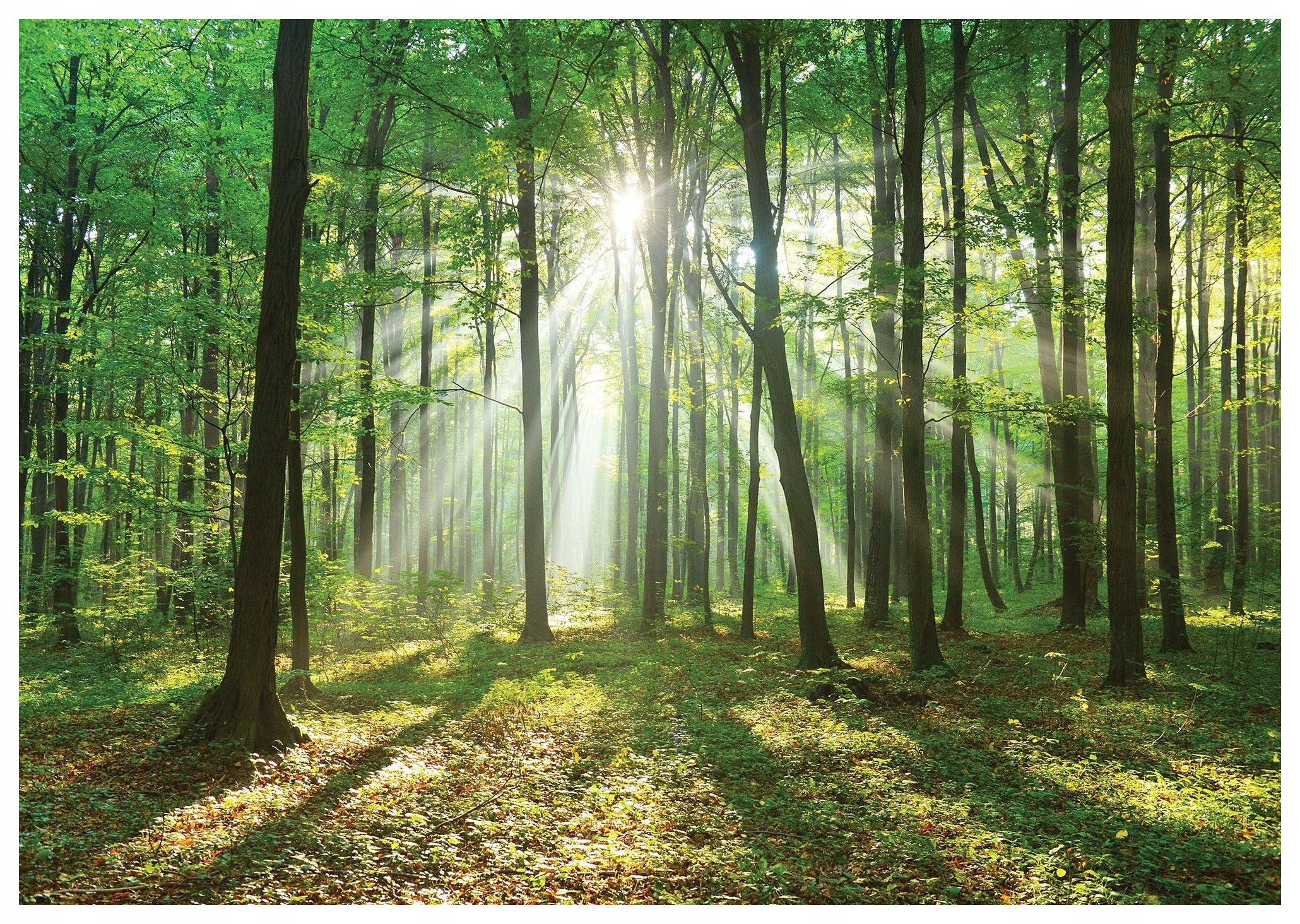 Vliesová fototapeta Lesní idylka slunečný les příroda 208x146 lepidlo