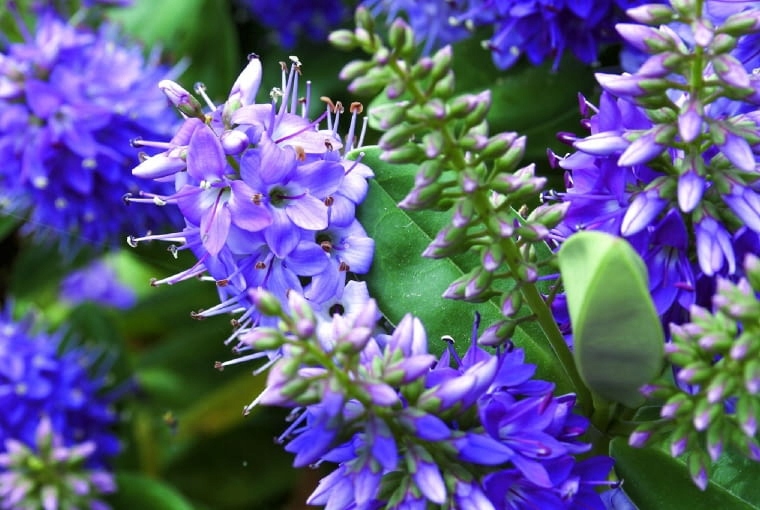 ZIEMIA UNIWERSALNA DO WARZYW KWIATÓW ROŚLIN WYSIEWU OGRODOWA 70L Z NAWOZEM pH 5.5-6.5