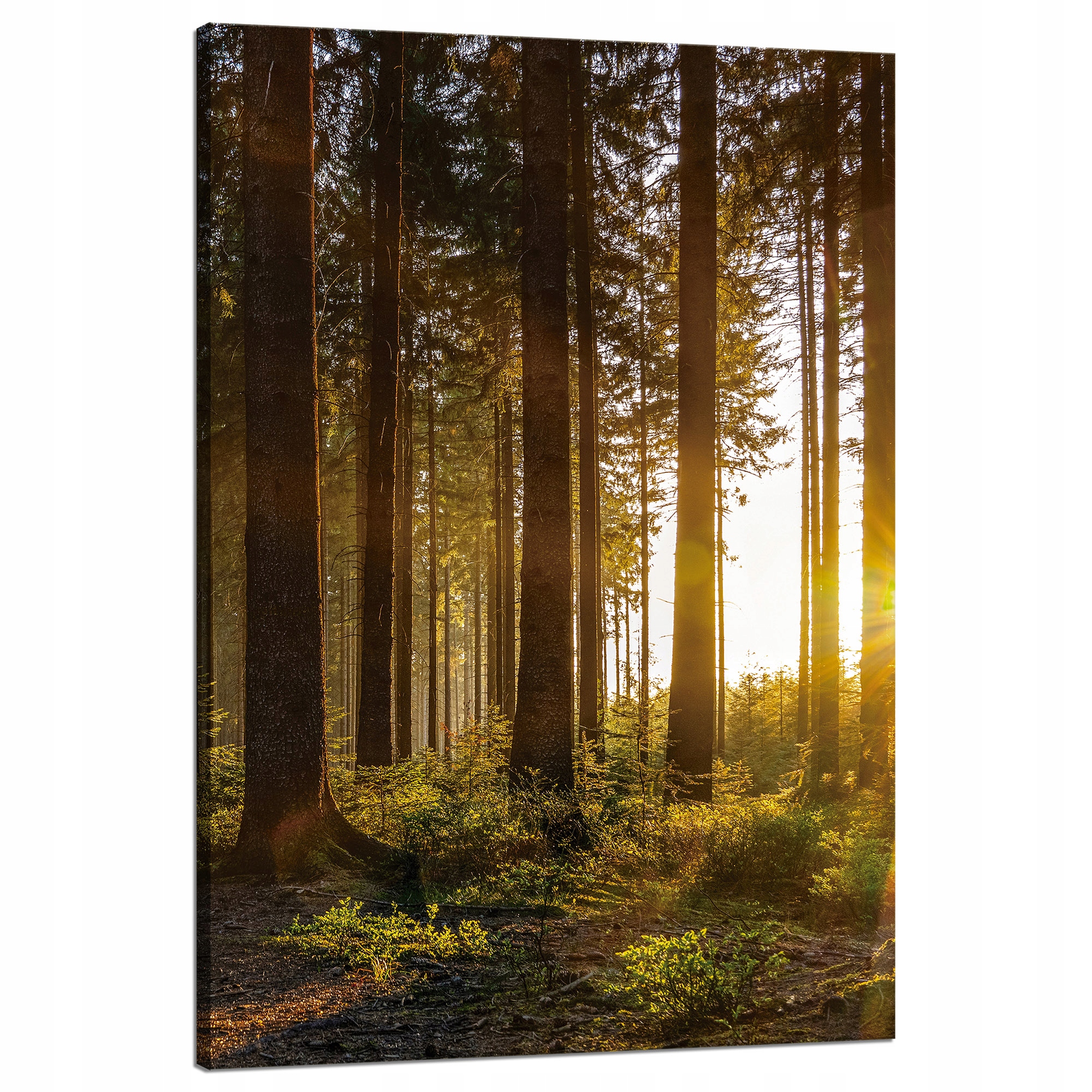 Obraz na plátně Západ slunce Les Stromy Příroda 80x120 cm