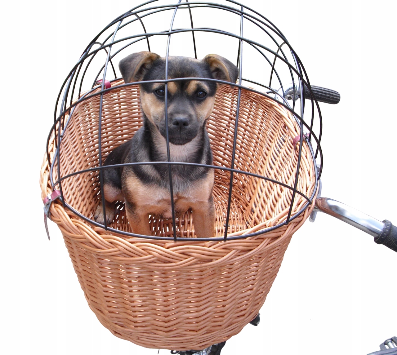 Duży koszyk wiklinowy na rower Transporter dla Psa do 15kg