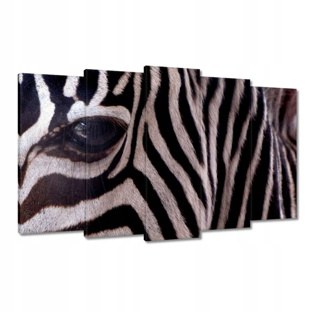 Obrazy 100x60 Makro fotografie zebra