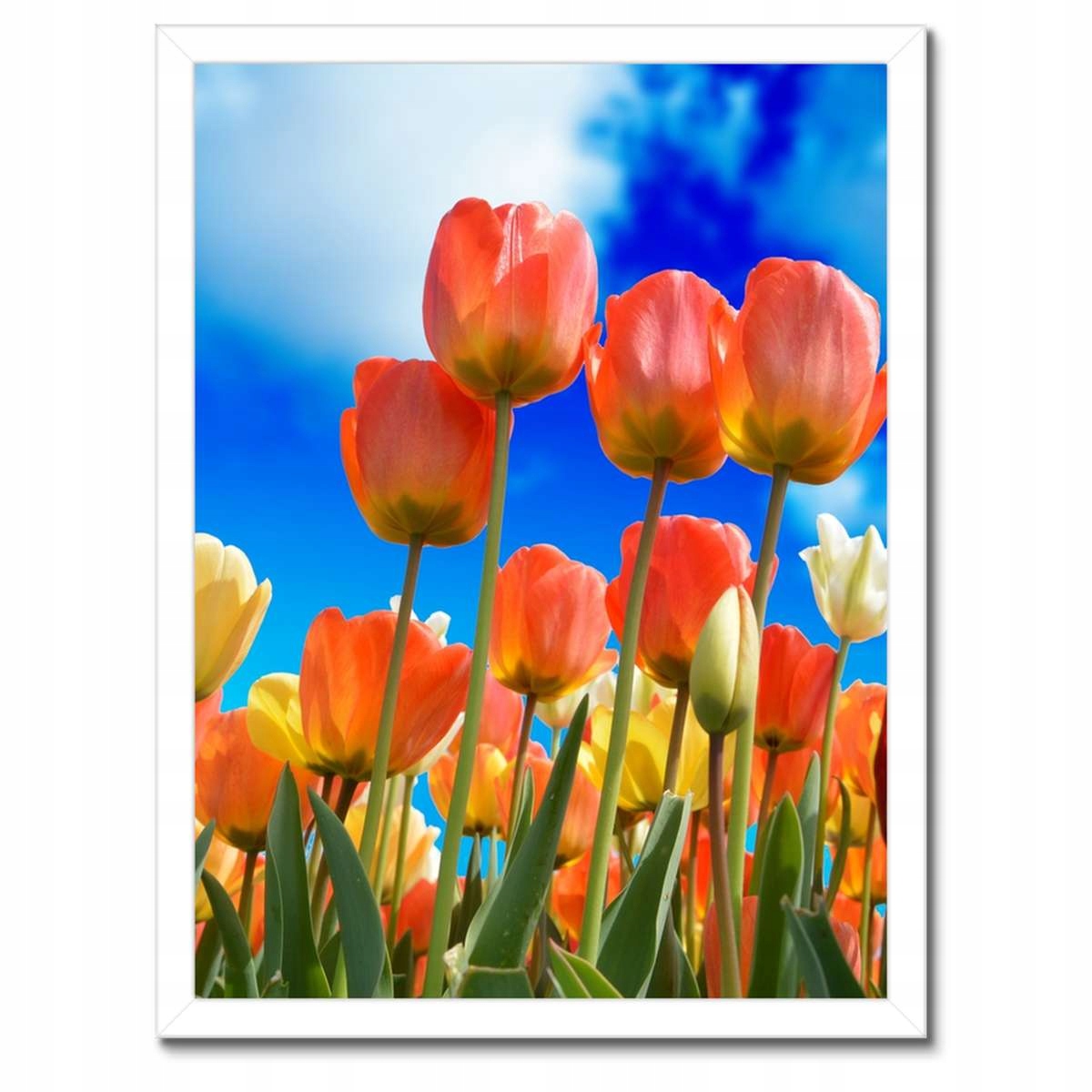 Plakáty v rámu 30x40 Barevné tulipány Květiny