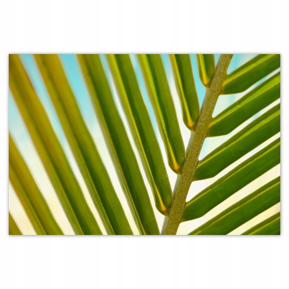 

Plakat 93x62 Palma Liście Liść
