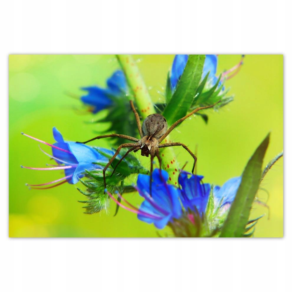 

Plakat 93x62 Zwierzęta Zwierzątka