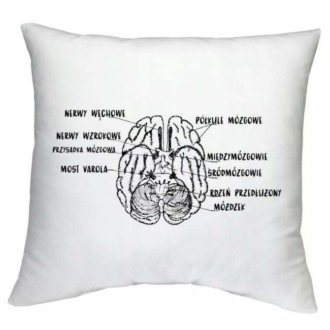 

Poduszka mózg człowieka budowa neurolog lekarz