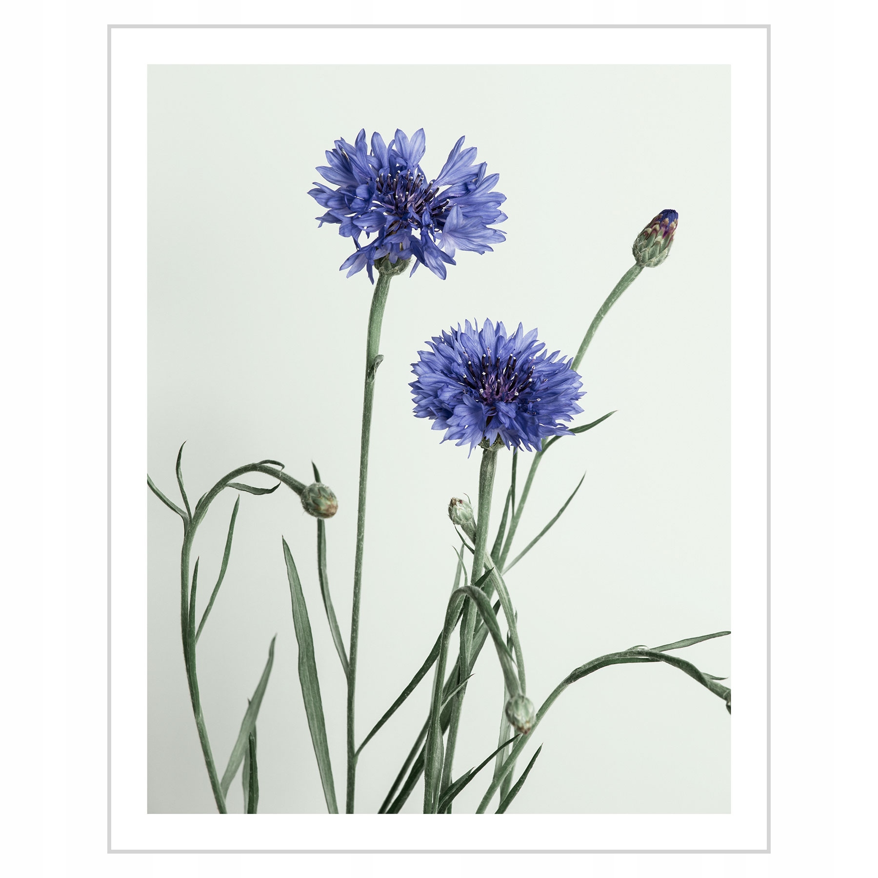 

Plakat 40x50 Romantyczne chabry N01