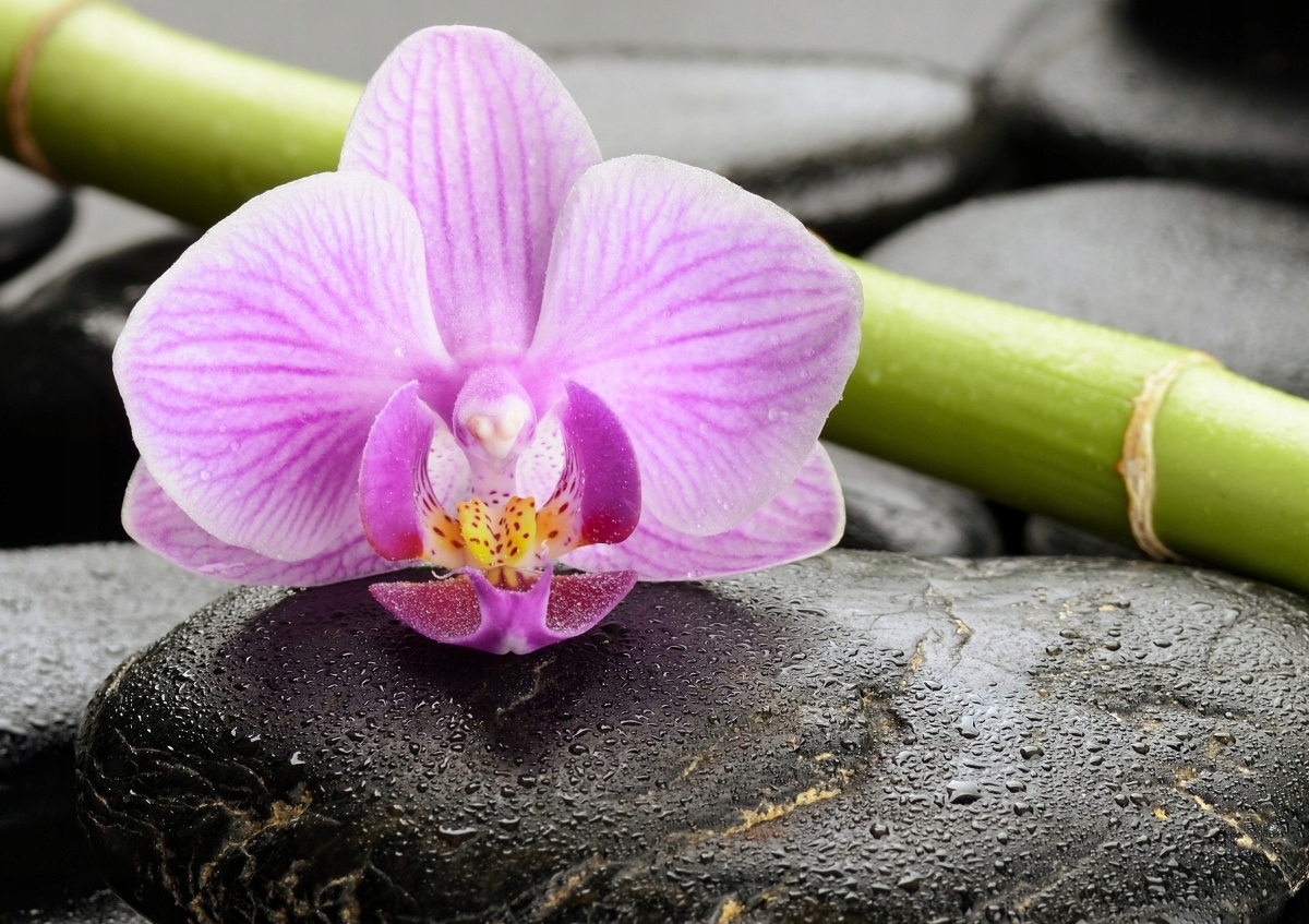 

Tapeta flizelinowa Orchidea Kamienie 312x219