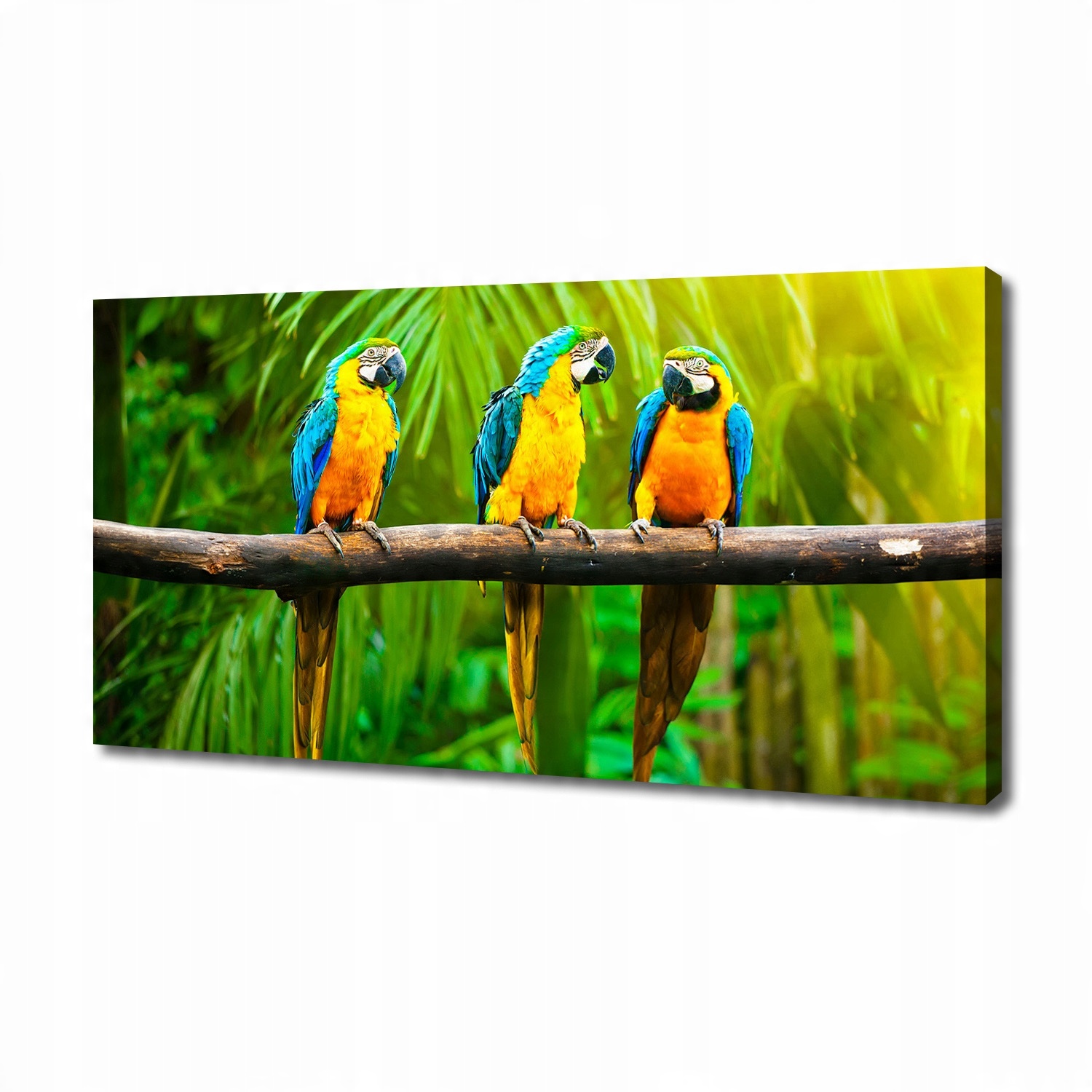 

Foto obraz na płótnie Papugi na gałęzi 140x70 cm