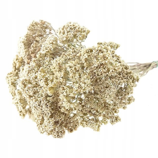 

Krwawnik Naturalny Krótki dziki suszone kwiaty