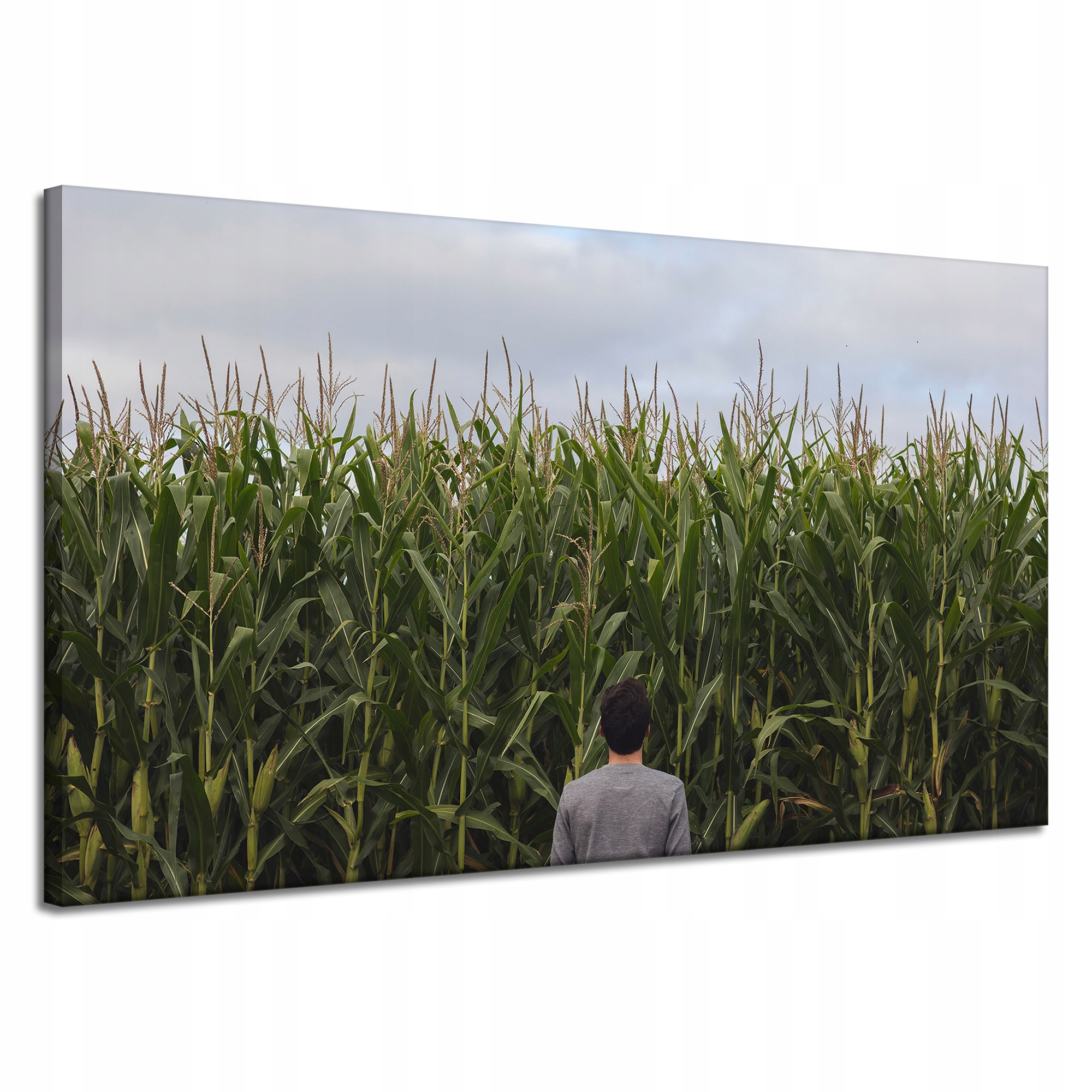 Obraz Canvas Natura Kukuřičné pole Kolby 120x70 cm