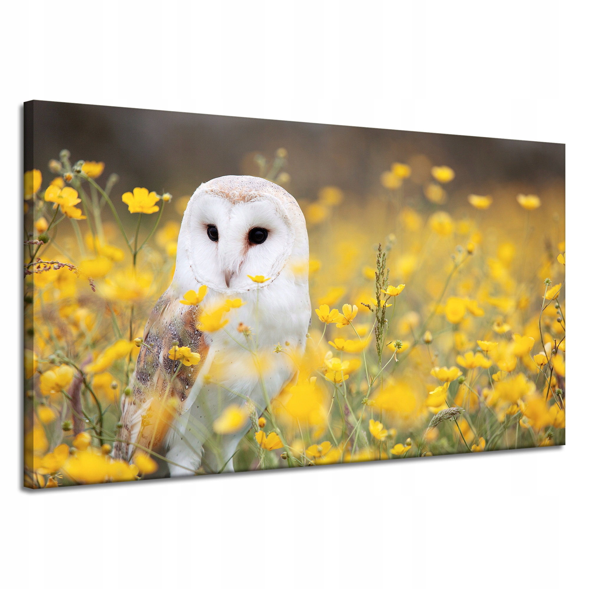 Obraz na plátně Bílá sova Květiny Příroda Louka Příroda Zvířata 120x70