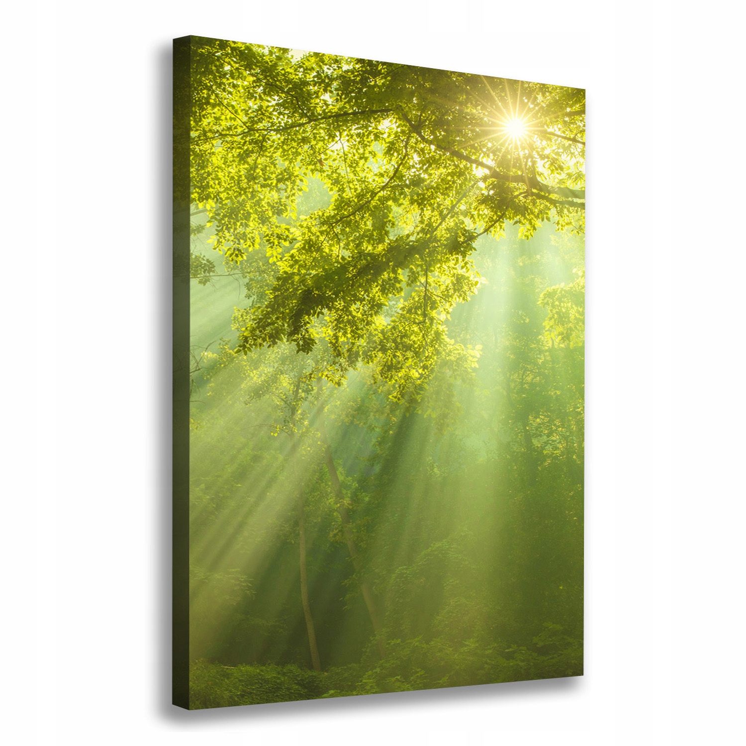 

Foto obraz na płótnie Słońce w lesie 70x100 cm