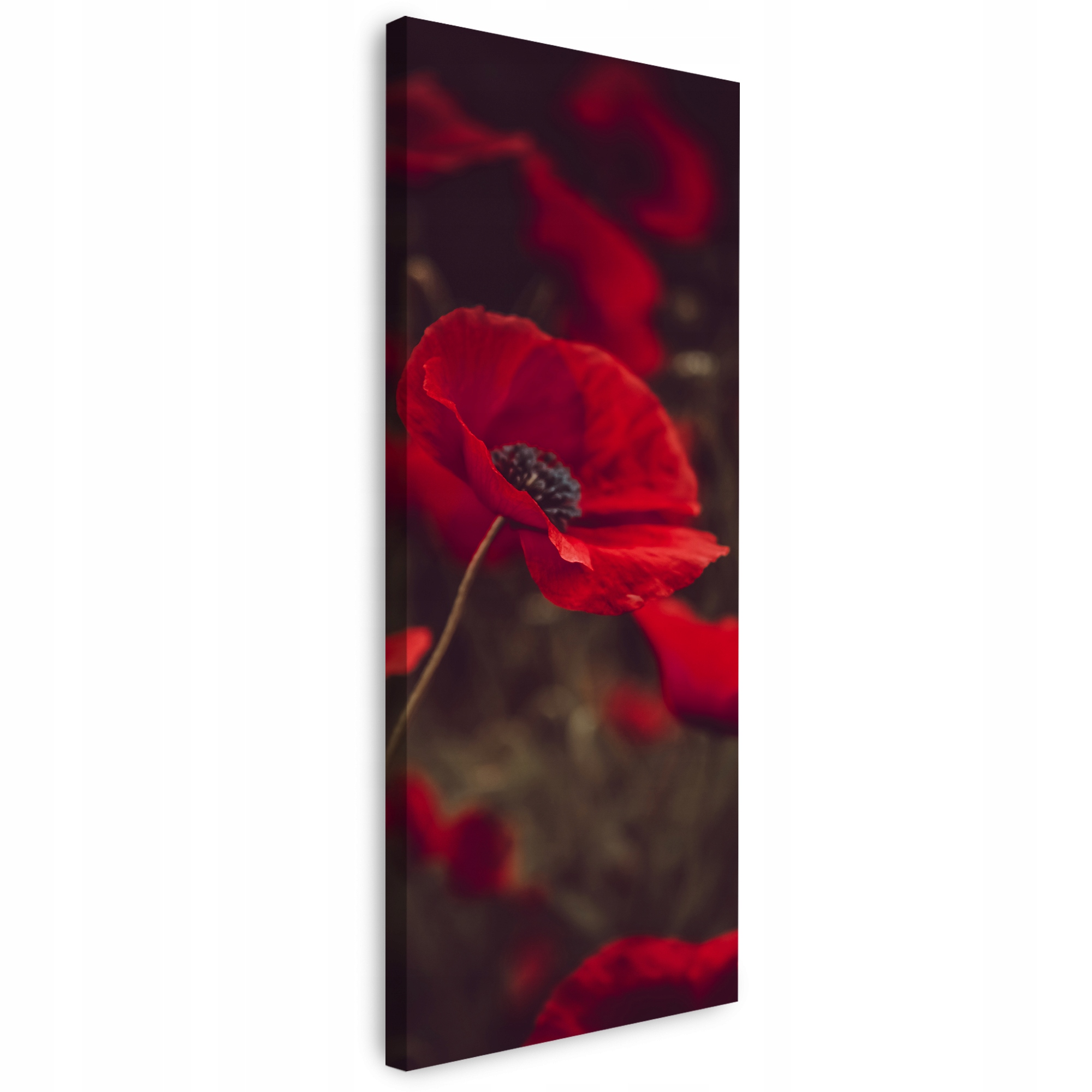 Obraz na plátně Botanika Krvavé máky 40x120 cm