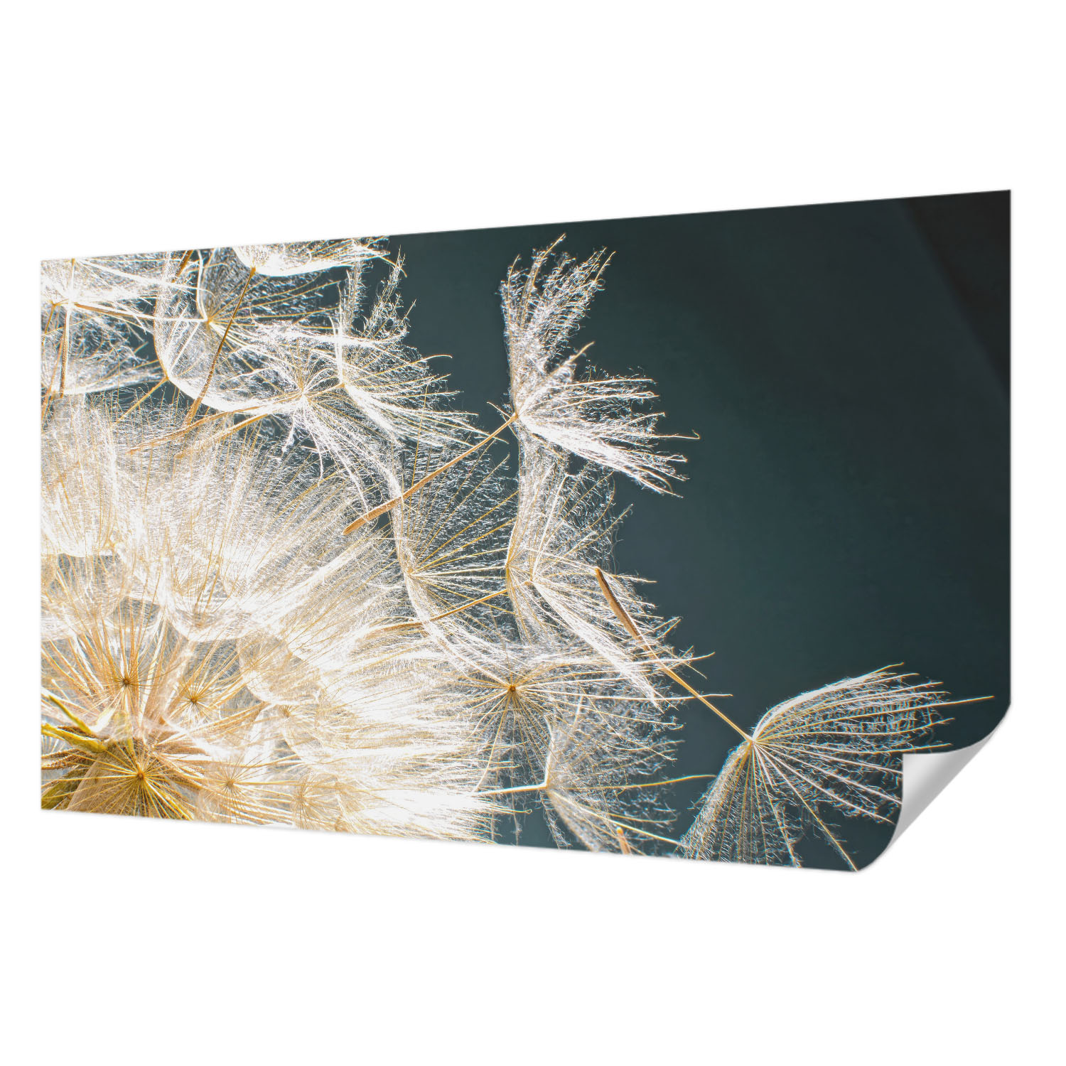 Fototapeta Samolepicí Rychlá Metamorfóza Pampeliška Lehkost 416 x 254 cm