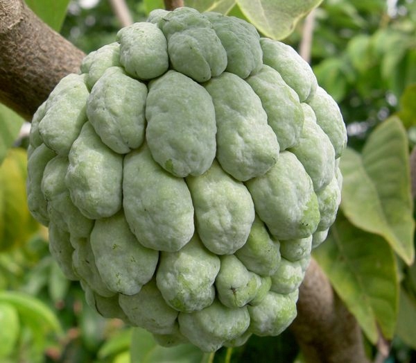 САХАРНОЕ ЯБЛОКО / ПУДИНГ ANNONA SQUAMOSA 5 СЕМЯН