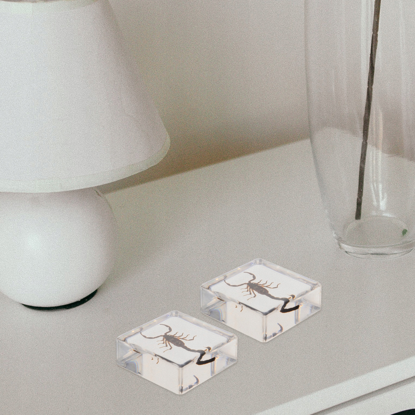 w Biologii Żywicy Próbka Dekoracji Biurka Skorpion Marka bez marki