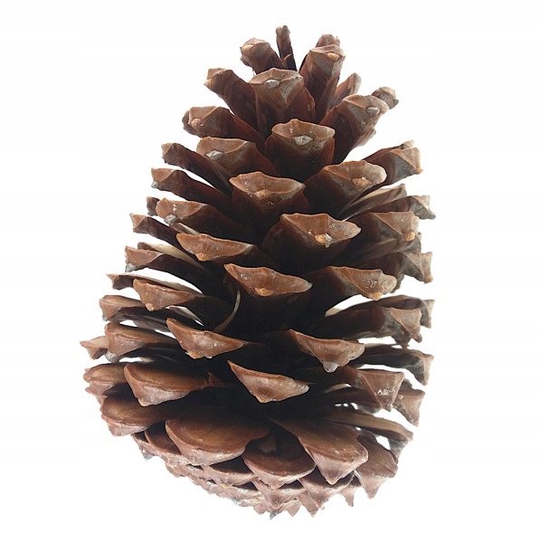 

Szyszka Gigant Maritima 13-17cm pinus bardzo duża