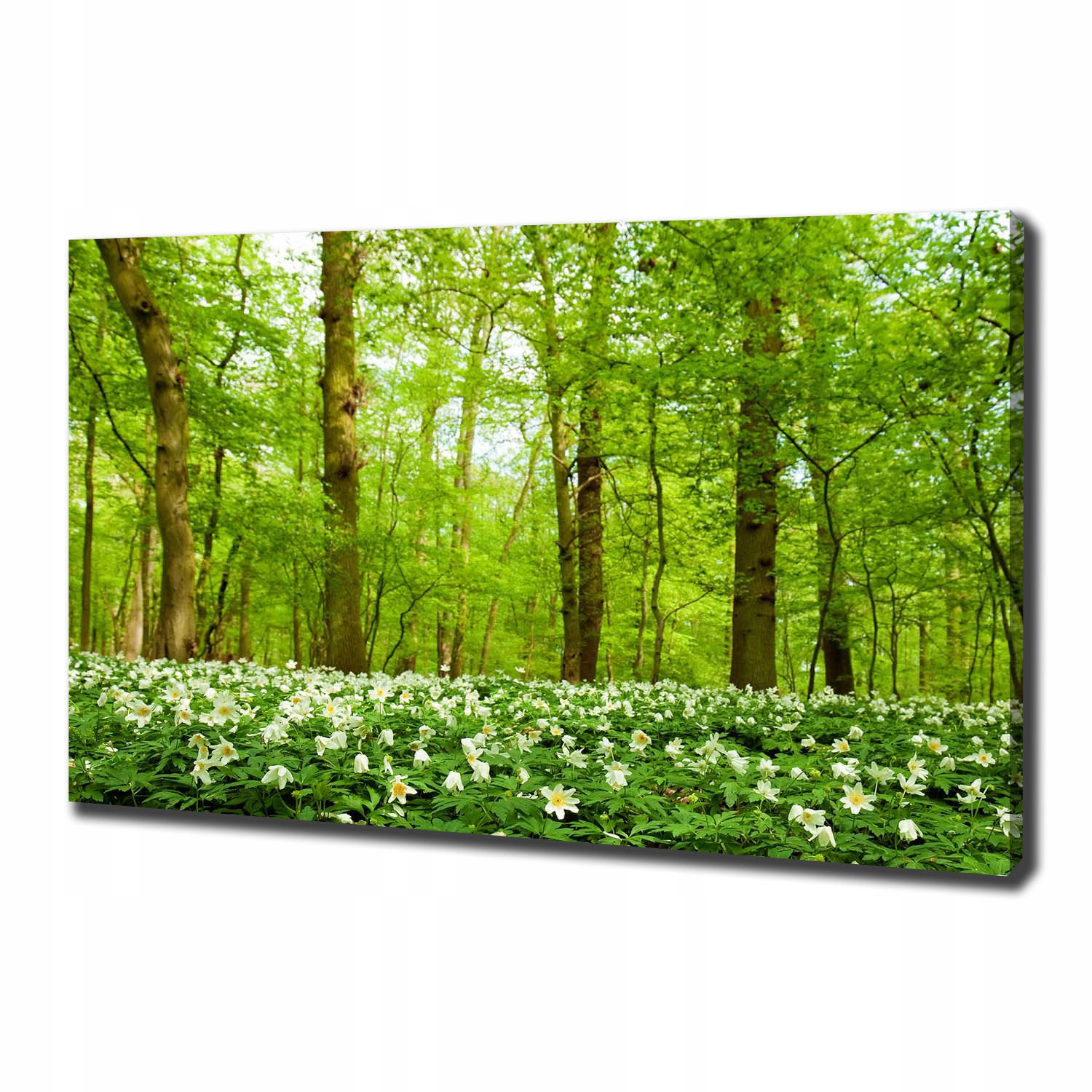

Foto obraz na płótnie Kwiaty w lesie 100x70 cm