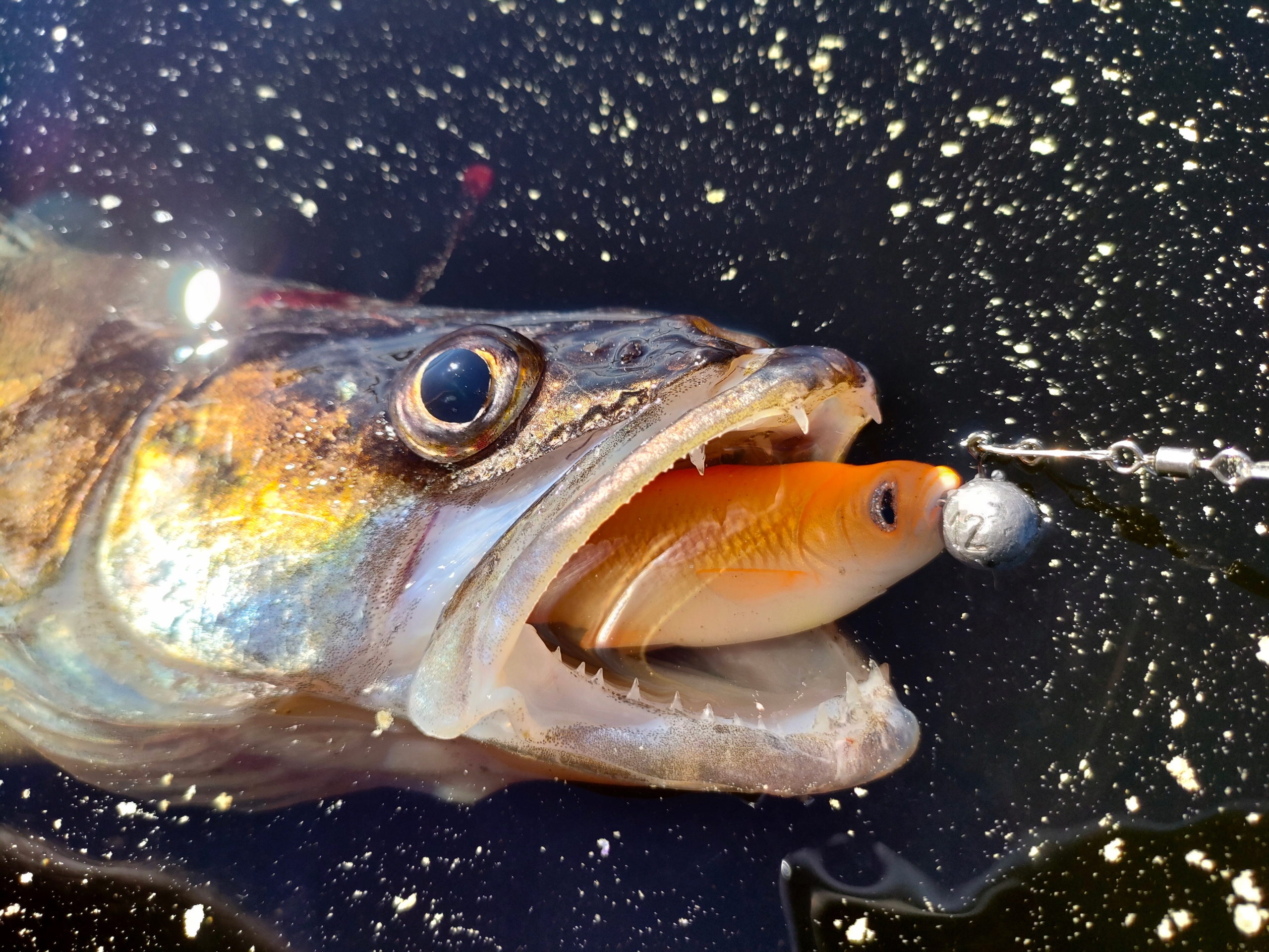 Kopyto Savage Gear LB ROACH 10cm Goldfish na sandacze i szczupaki Model 61883