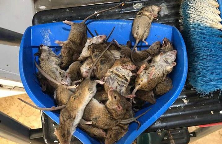 Mouse poison rats TOXAN liquid 1L Kind poison