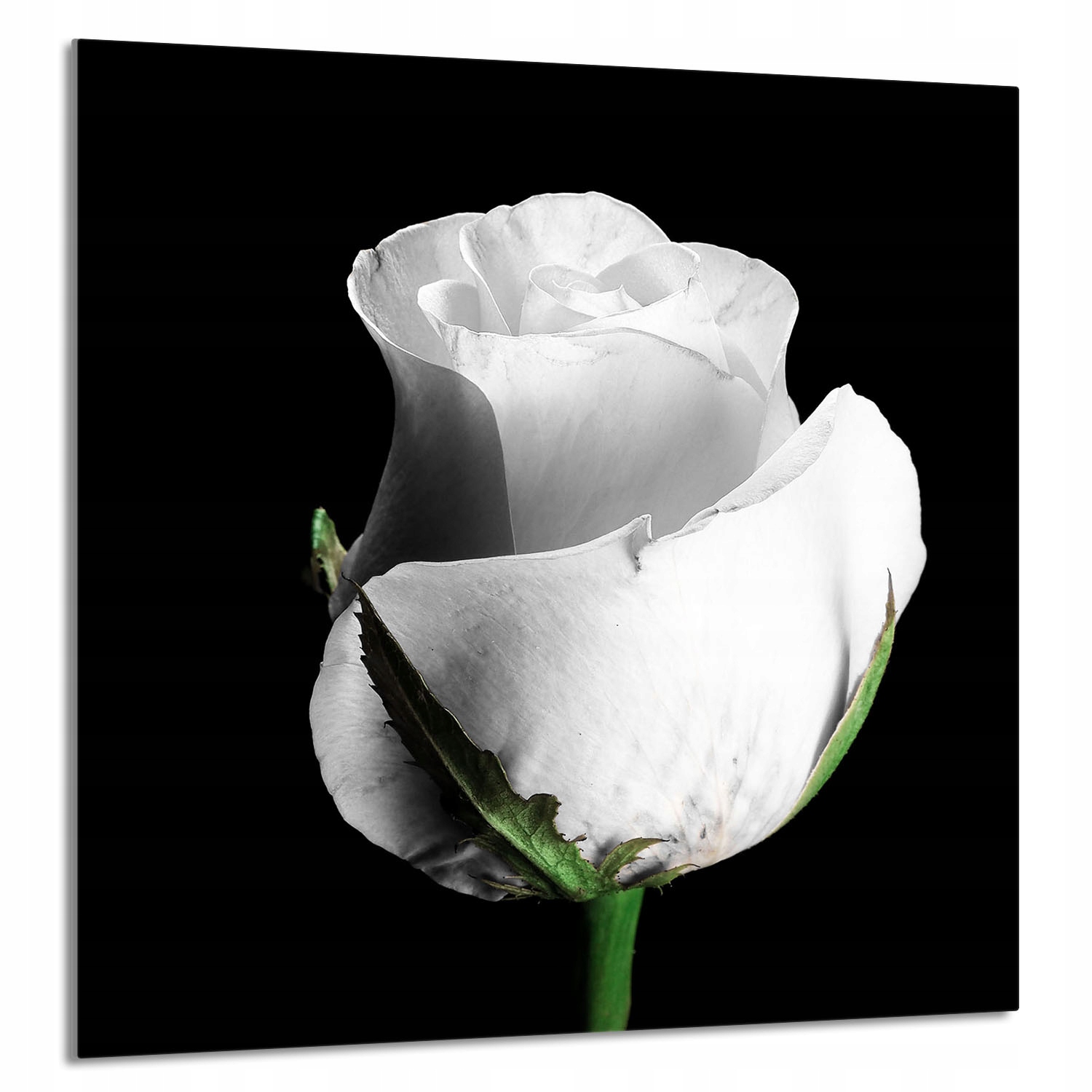 Skleněný Panel Do Kuchyně 60x65 Růže Tvrzené Sklo