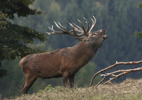 

Fototapeta flizelina na wymiar Rothirsch