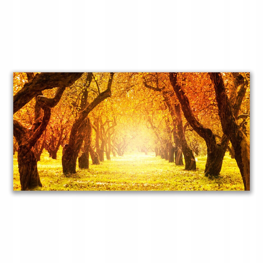 

Obraz z nadrukiem 120x60 Las Ścieżka Drzewa Natura