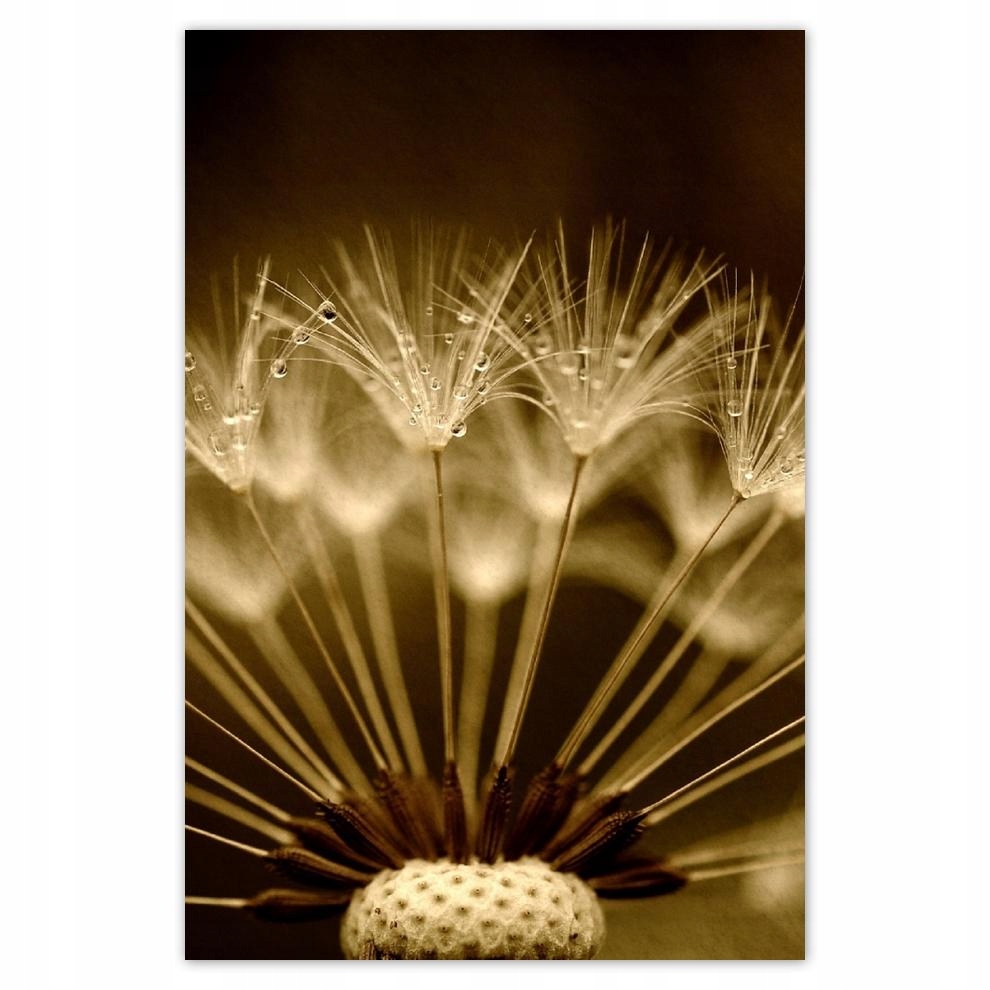 

Plakat 62x93 Dmuchawiec Kwiat Kwiatki