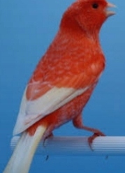 KARMA DLA KANARKÓW K 10KG SUPER GOLD WINGS Kod producenta kanarek K