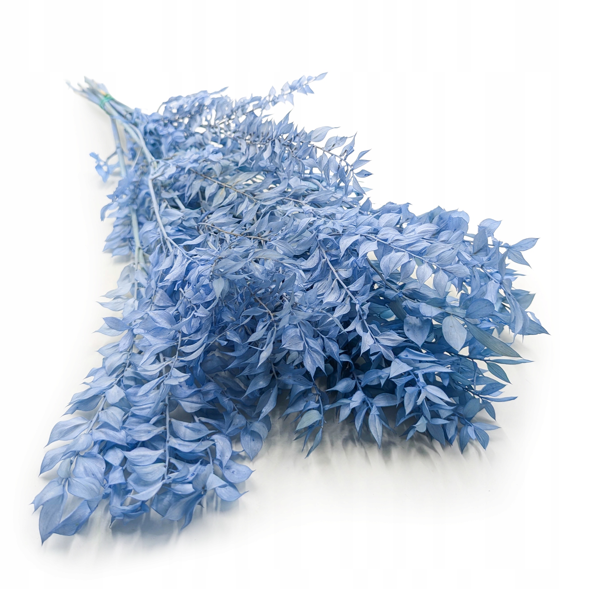 Ruskus stabilizowany - (Ruscus) - Stalowy błękit