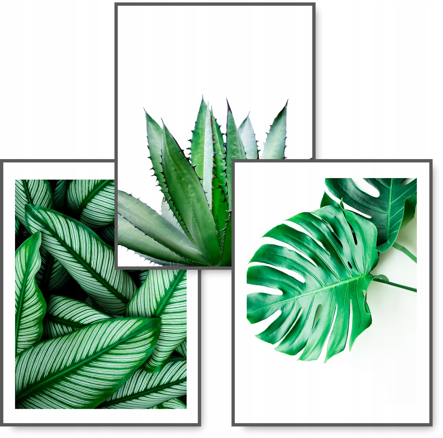

Monstera zestaw 3 obrazy 40x50 Zielony plakat #58D