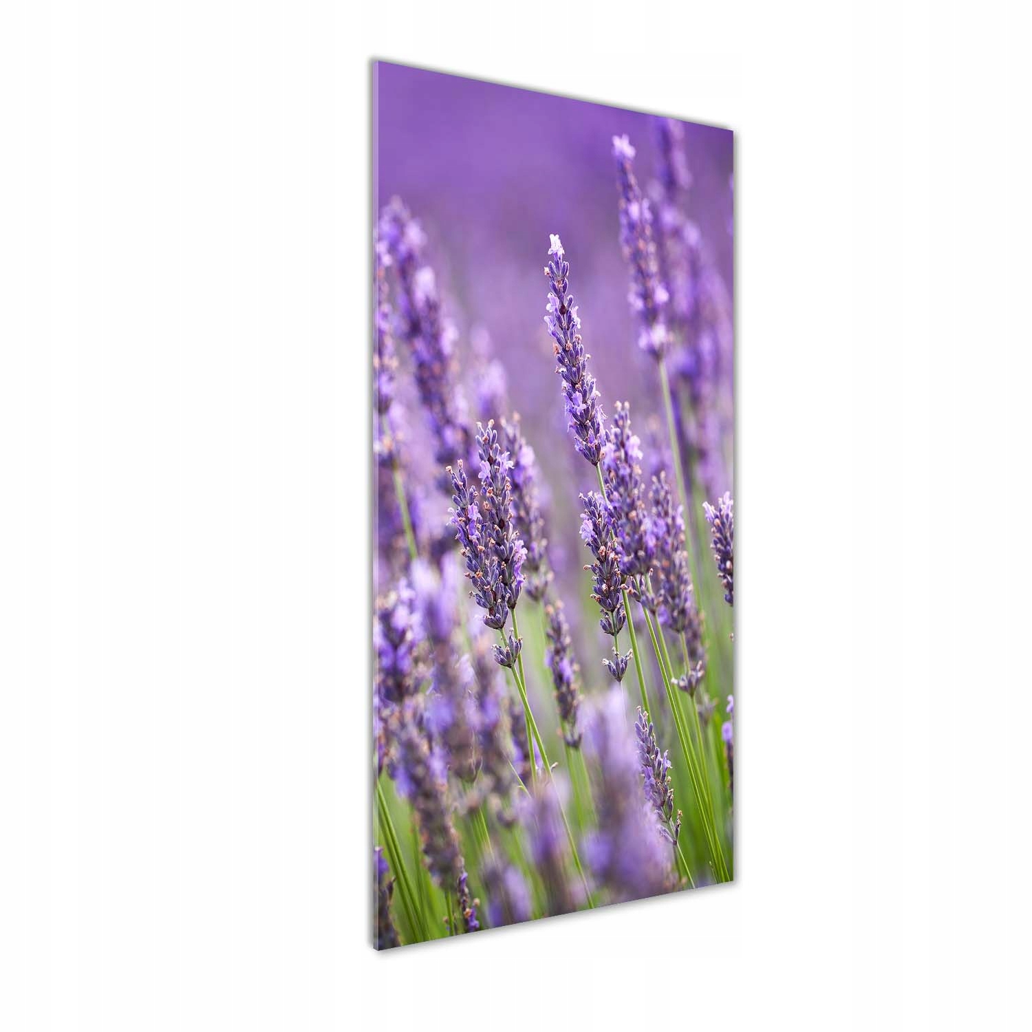 

Foto obraz szkło hartowane Pole lawendy 50x125 cm