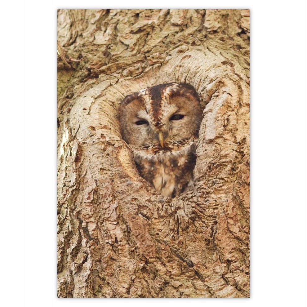 

Plakat 62x93 Sowa
